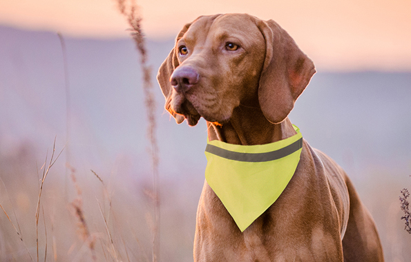 Bandanas para perros Bandanas para perros